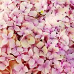 De betoverende pracht van hortensia’s in jouw tuin